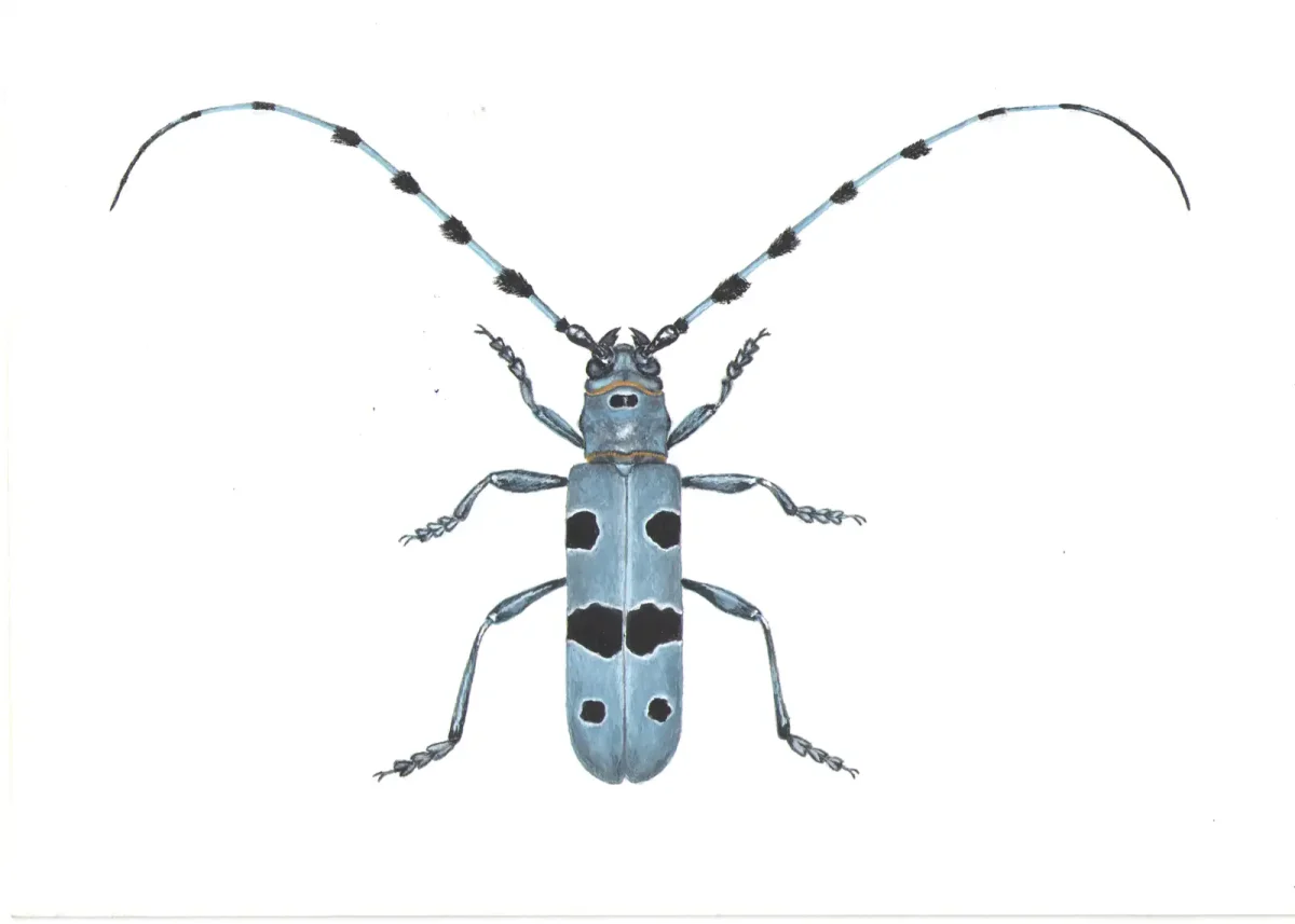 Отделы тела жука усача