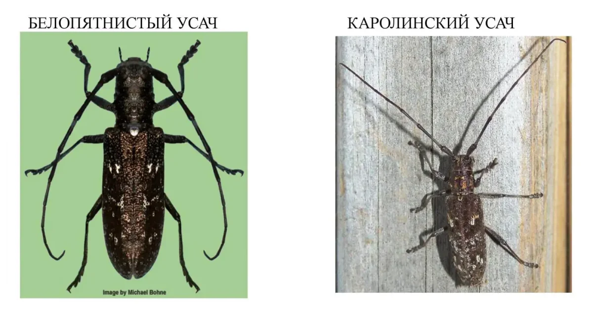 Жук короед раскраска