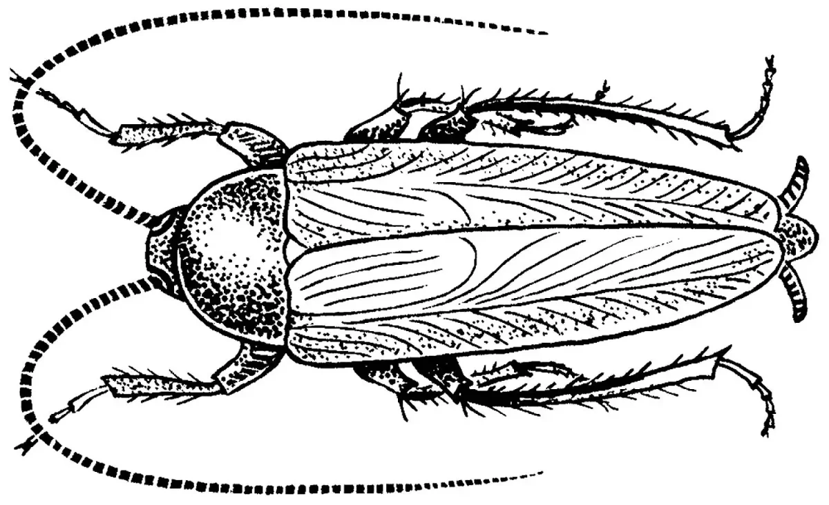 Acanthocinus reticulatus