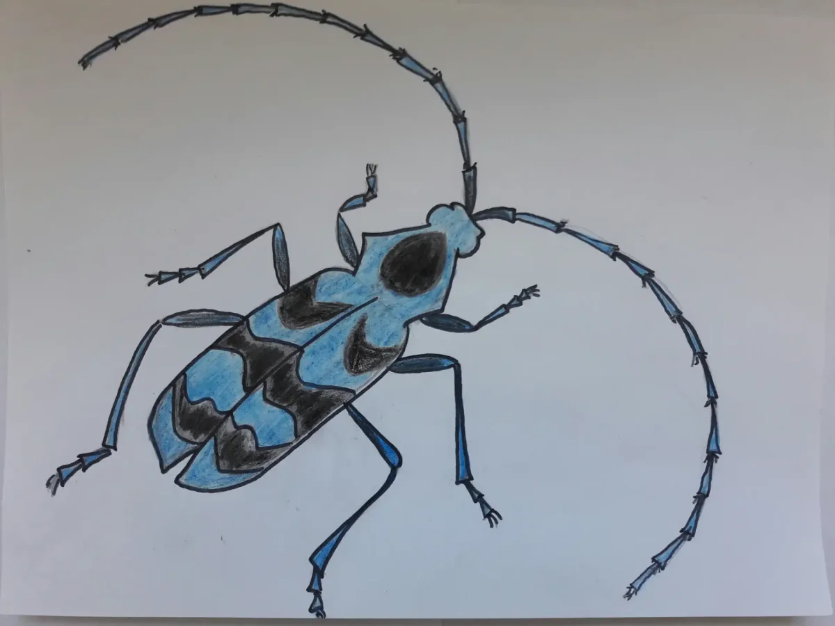 Жук портрет