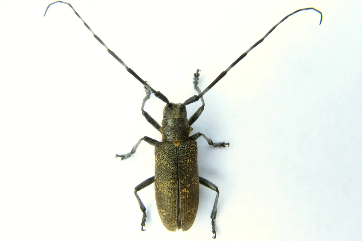 Жук усач рисунок