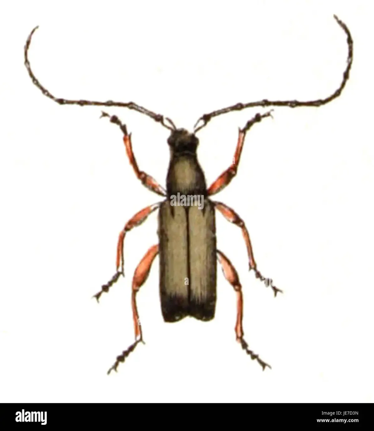 Дудлинг Майский Жук