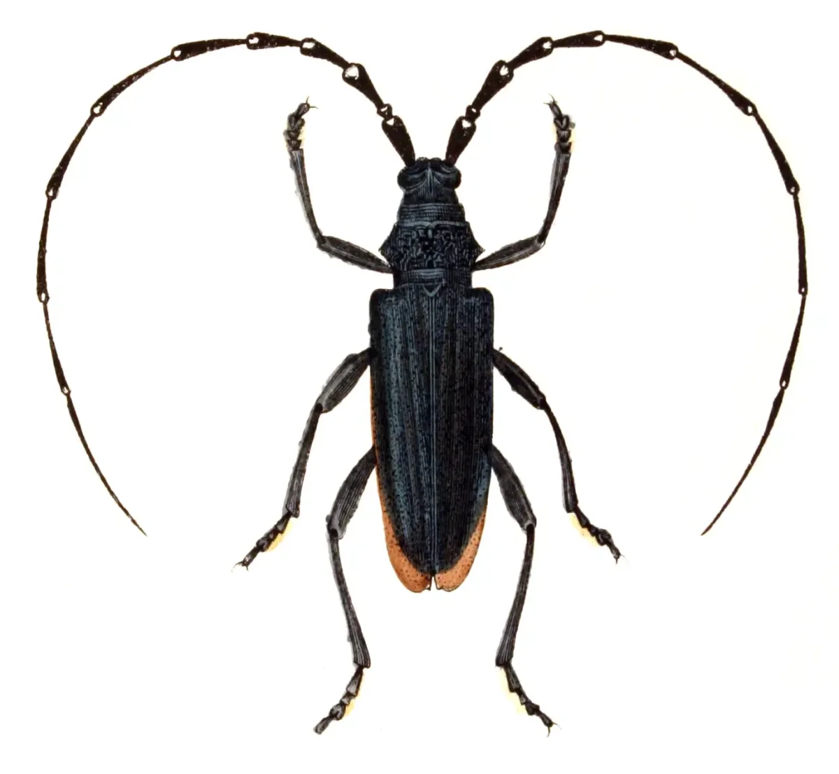 Небесный усач рисунок