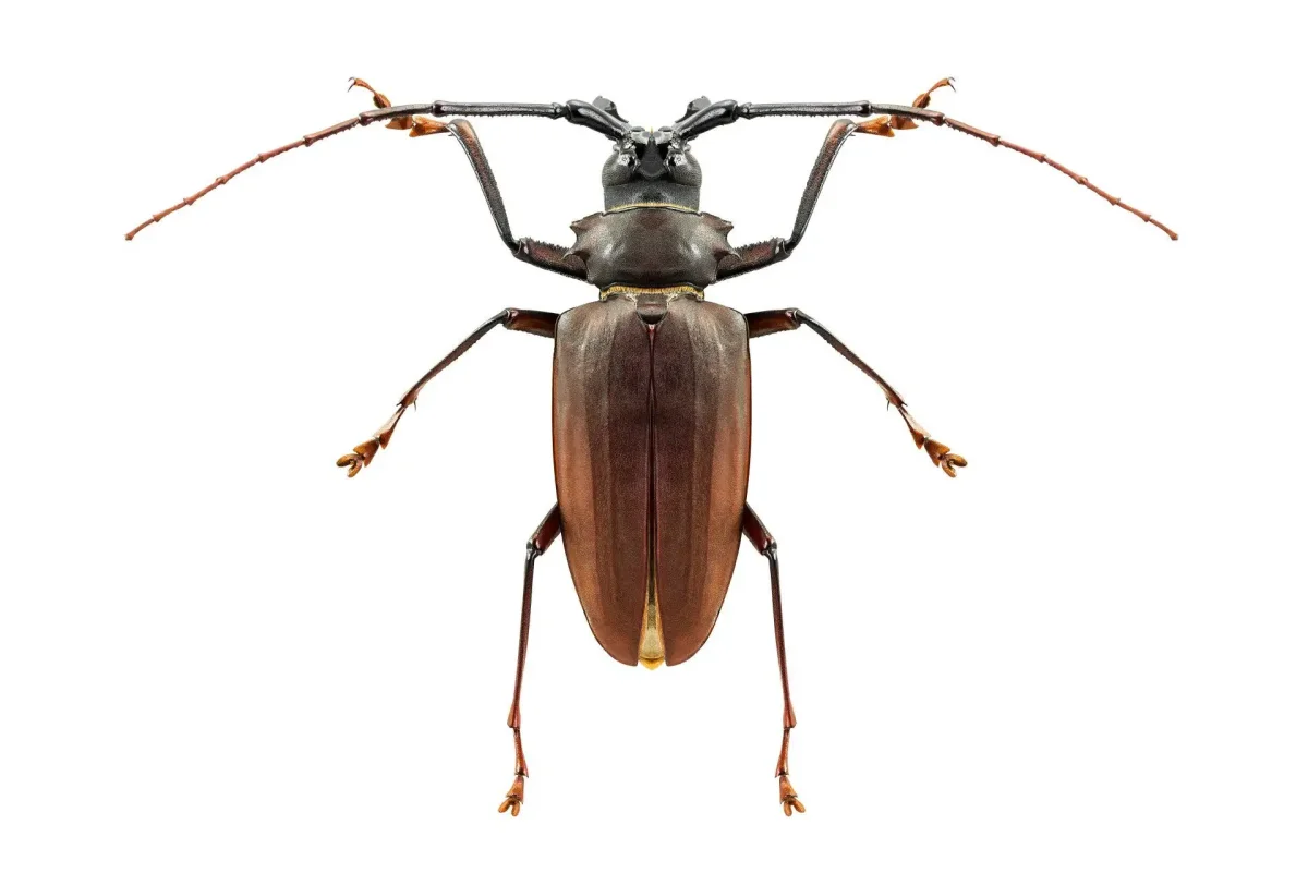 Жук Рогач раскраска