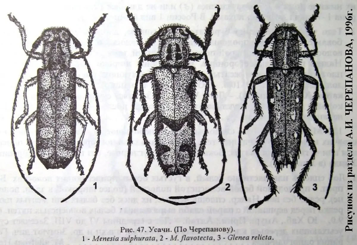Жук дровосек дубовый