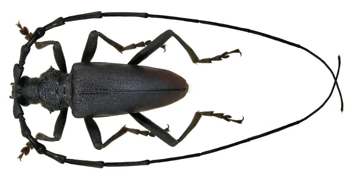 Азиатский Жук усач