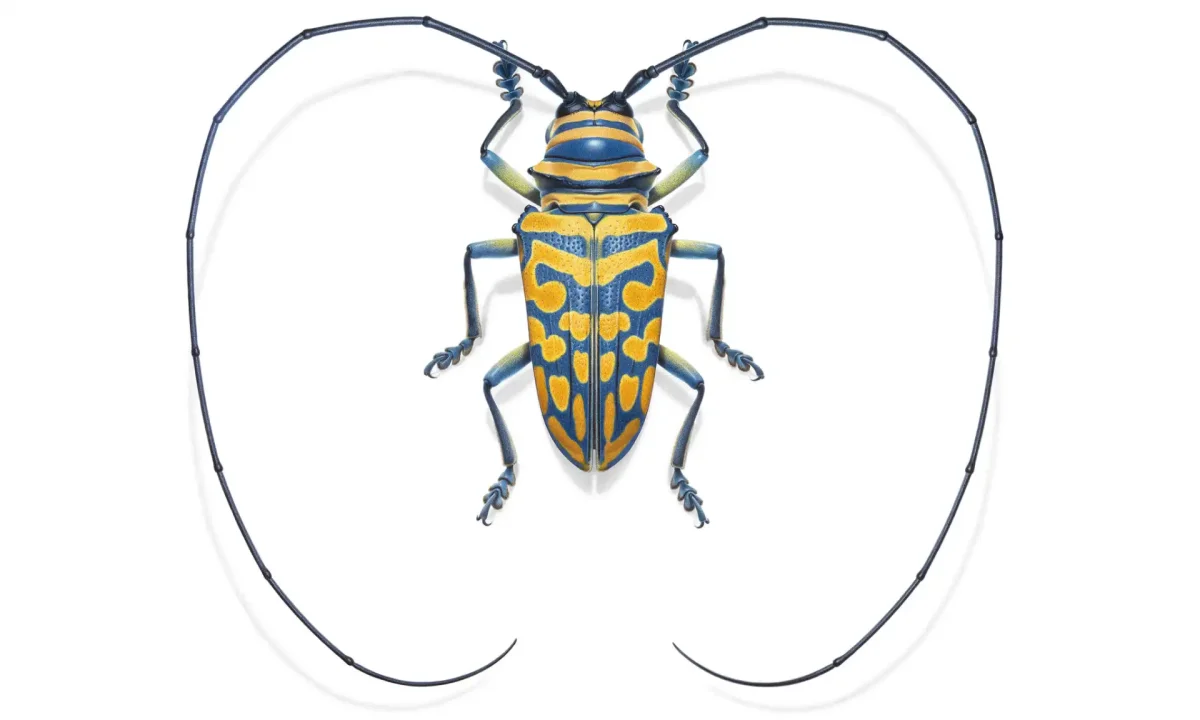 Жук олень разукрашка