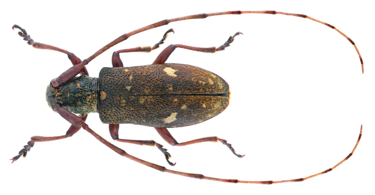 Эскиз жука лёгкий