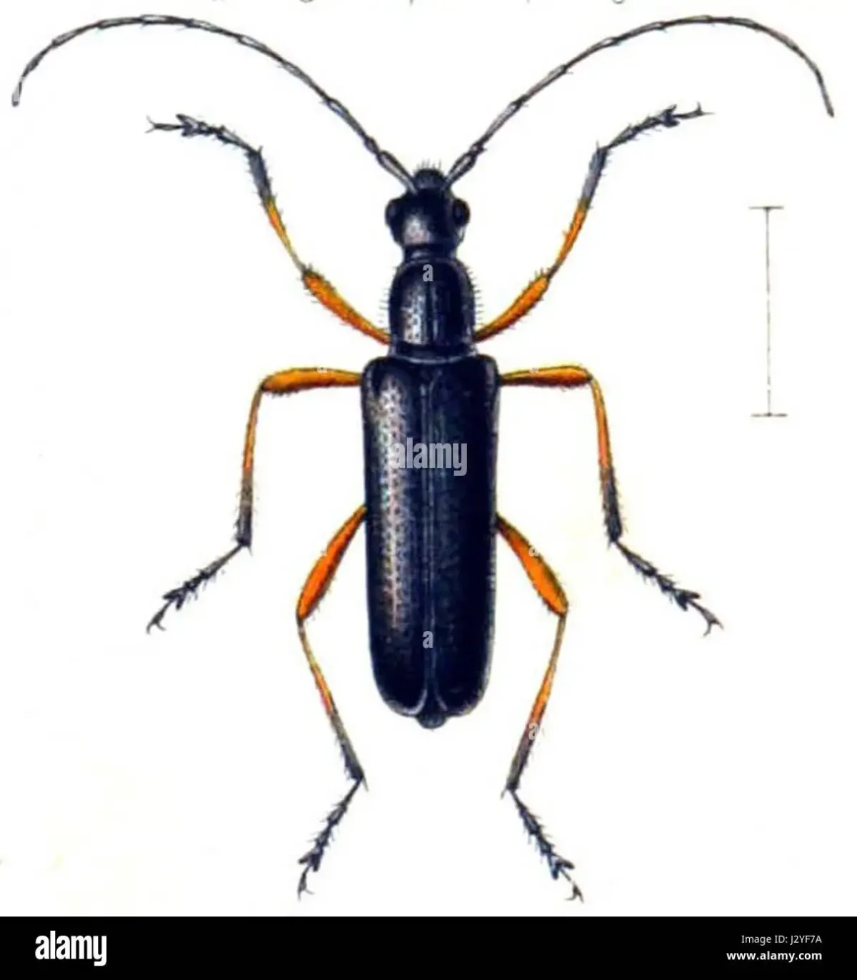 Жук Рогач нарисовать