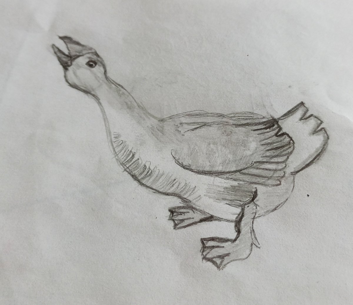 Конструктивный рисунок гуся