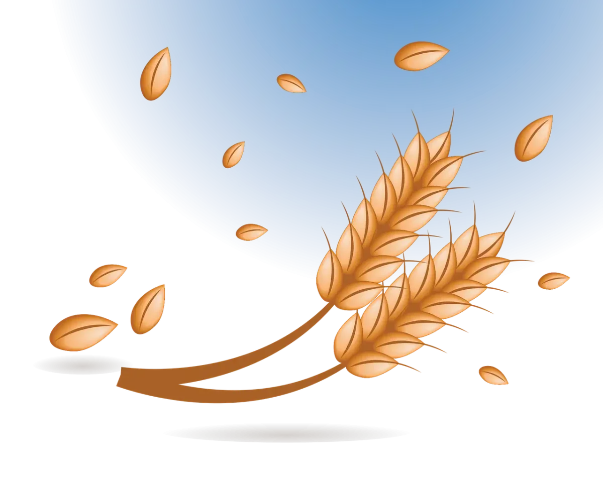 Зернышко пшеницы