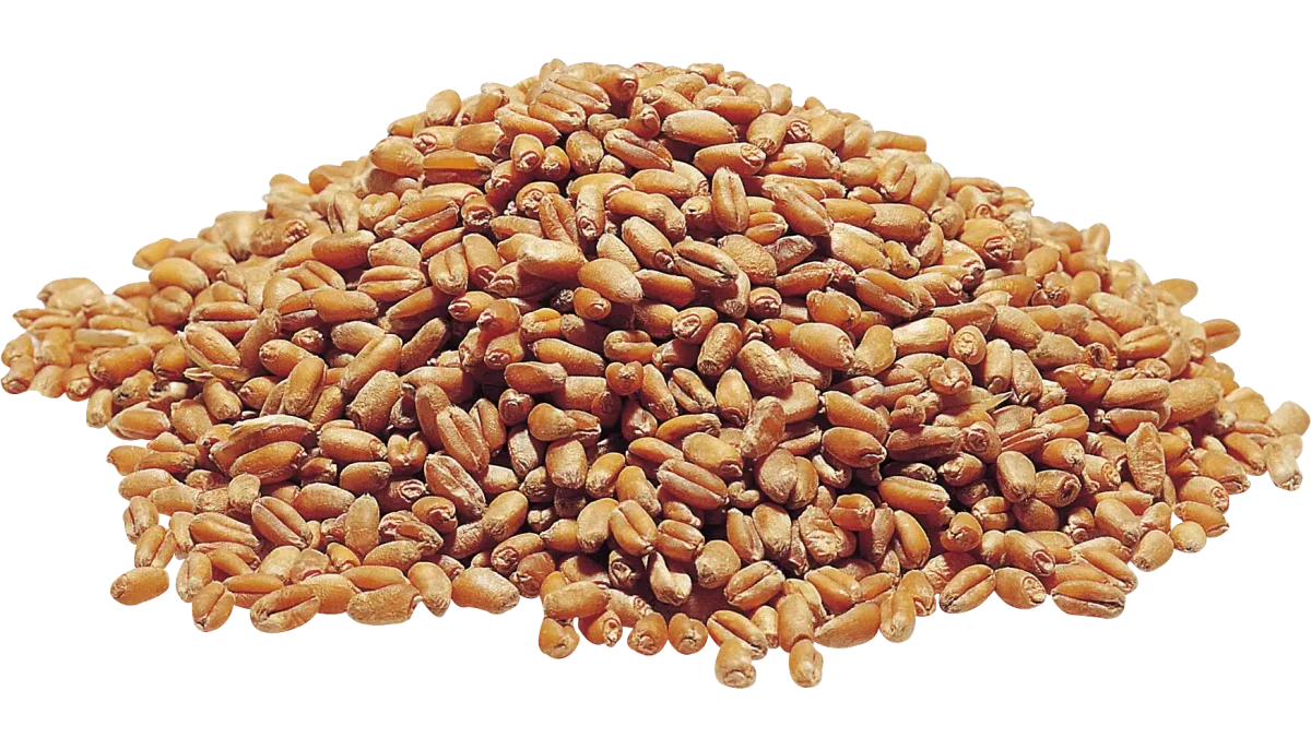 Пшеница зерно