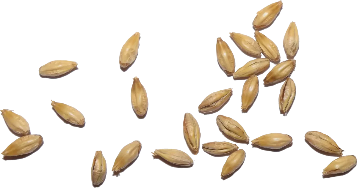 Зерно на прозрачном фоне