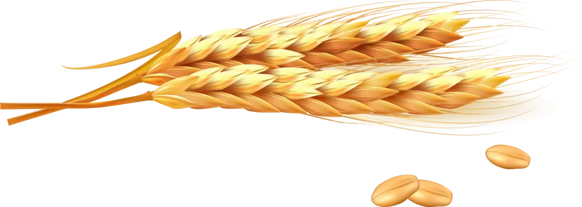 Колоски без фона