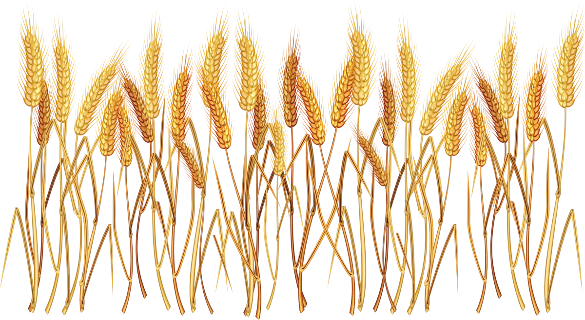 Пшеница озимая вектор