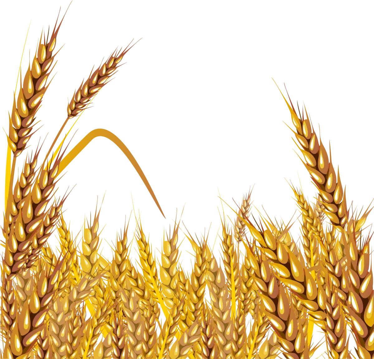 Колосья пшеницы на белом фоне