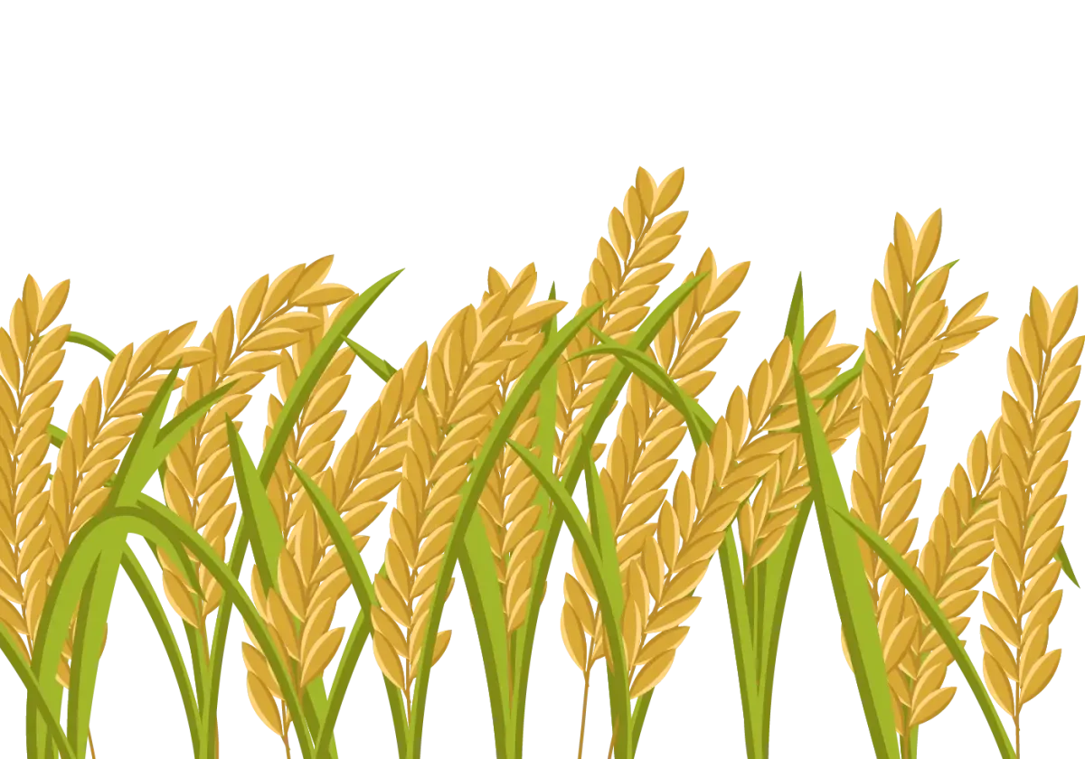 Картинка колосок на прозрачном фоне