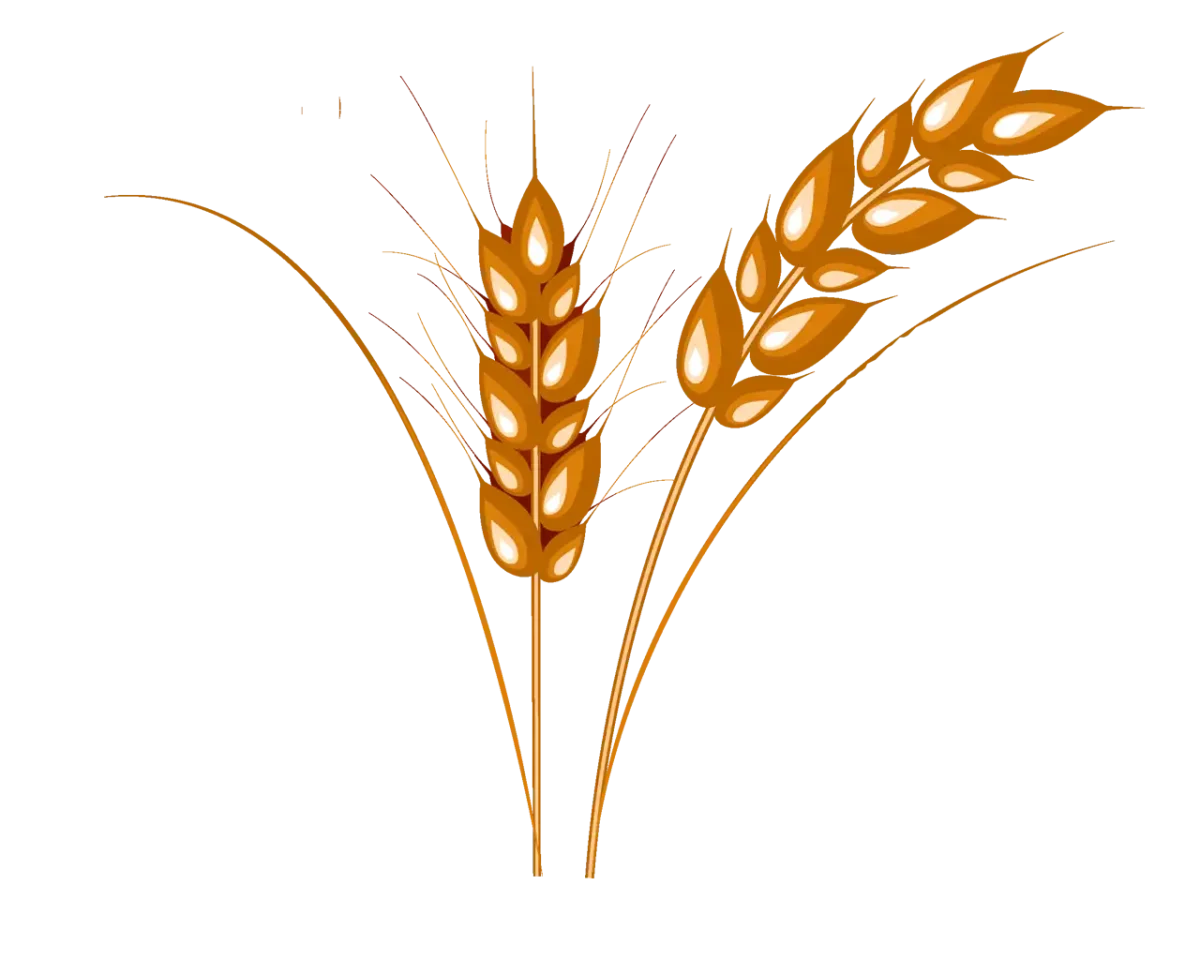 Колосья пшеницы