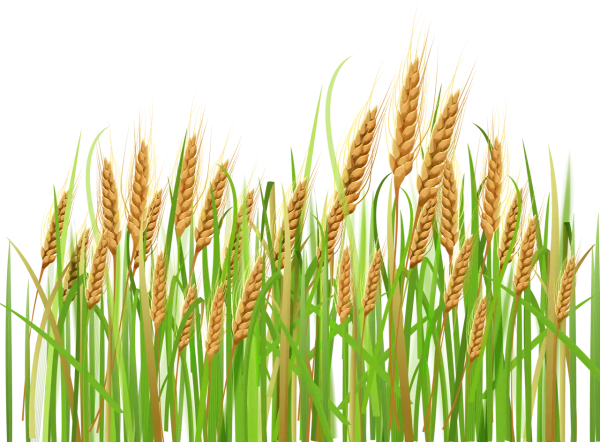 Колосья на прозрачном фоне