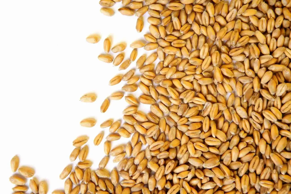 Зернышко пшеницы