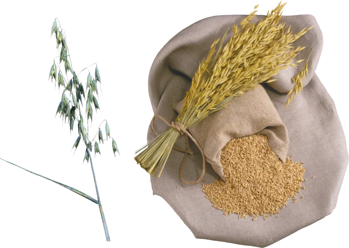 Пшеница в мешках