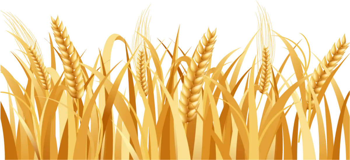 Векторные колоски пшеницы