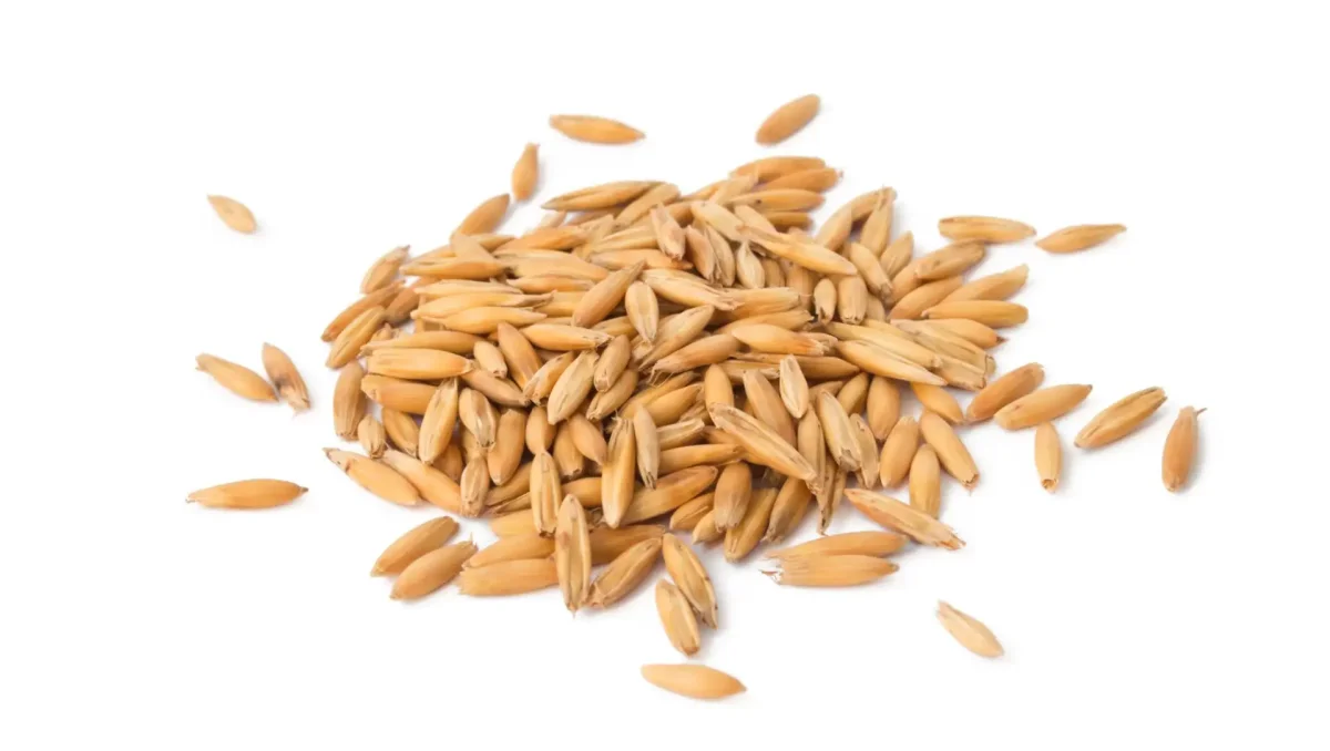 Овес кормовой