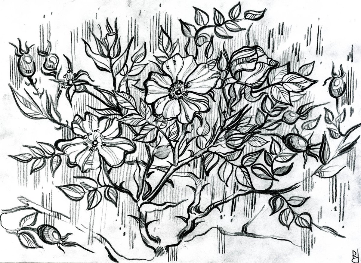 Куст раскраска