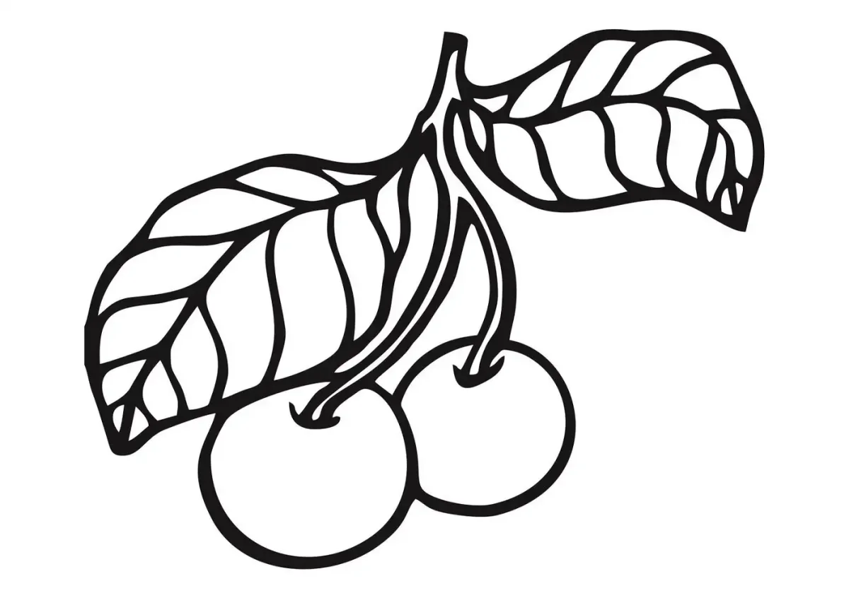 Слива раскраска