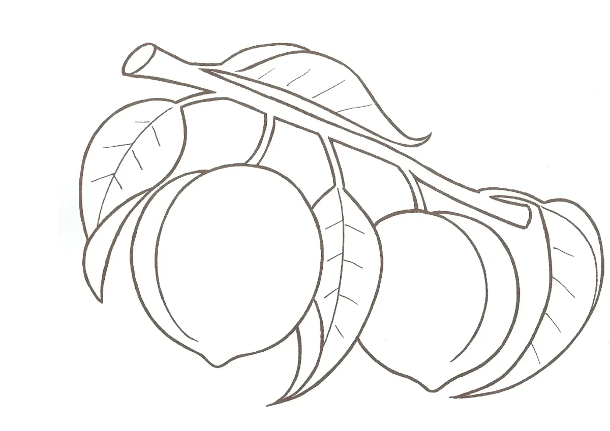 Абрикос раскраска для детей