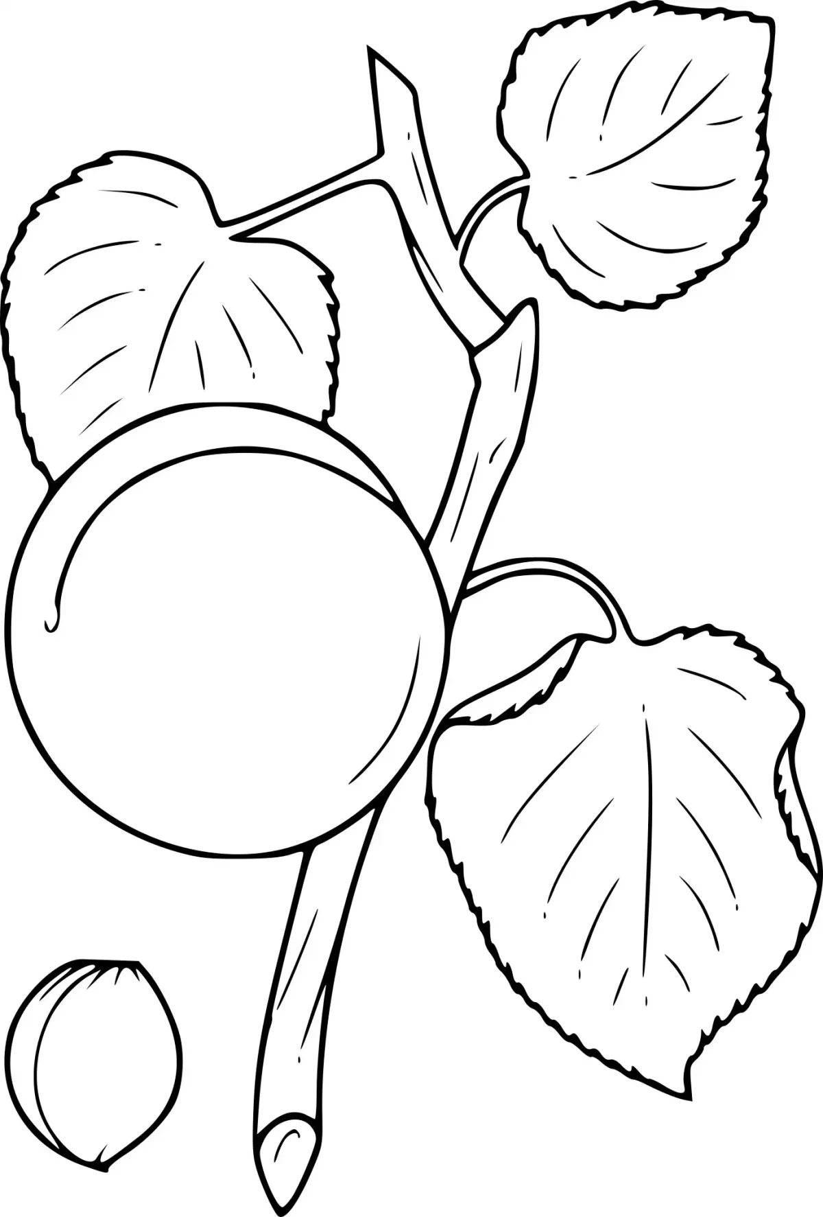 Слива раскраска для детей