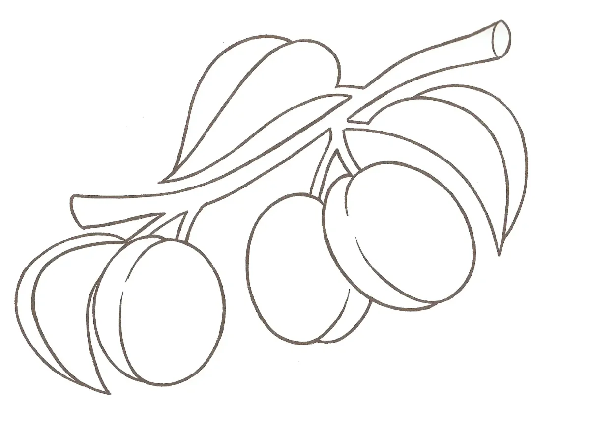 Слива раскраска