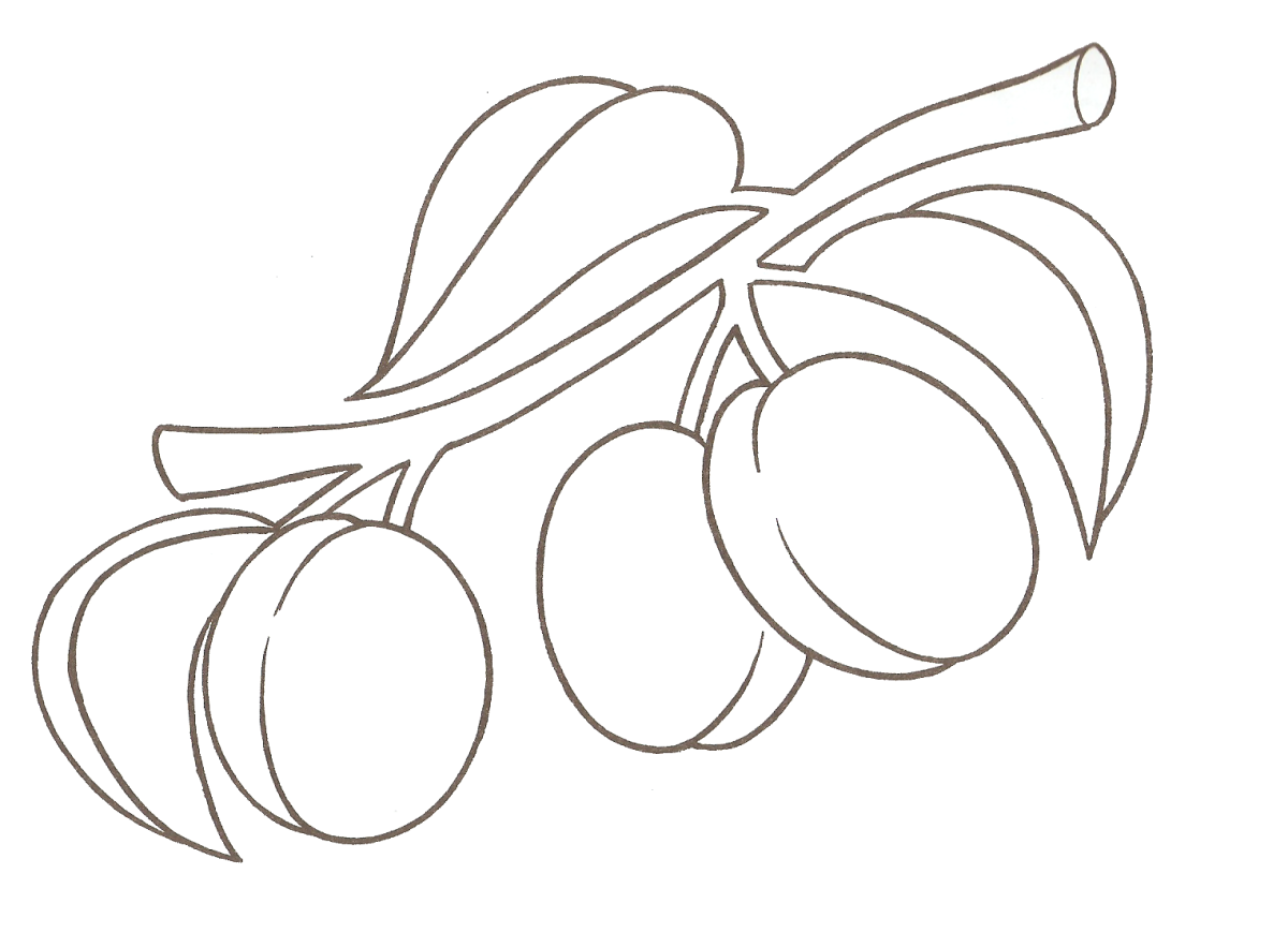 Алыча раскраска