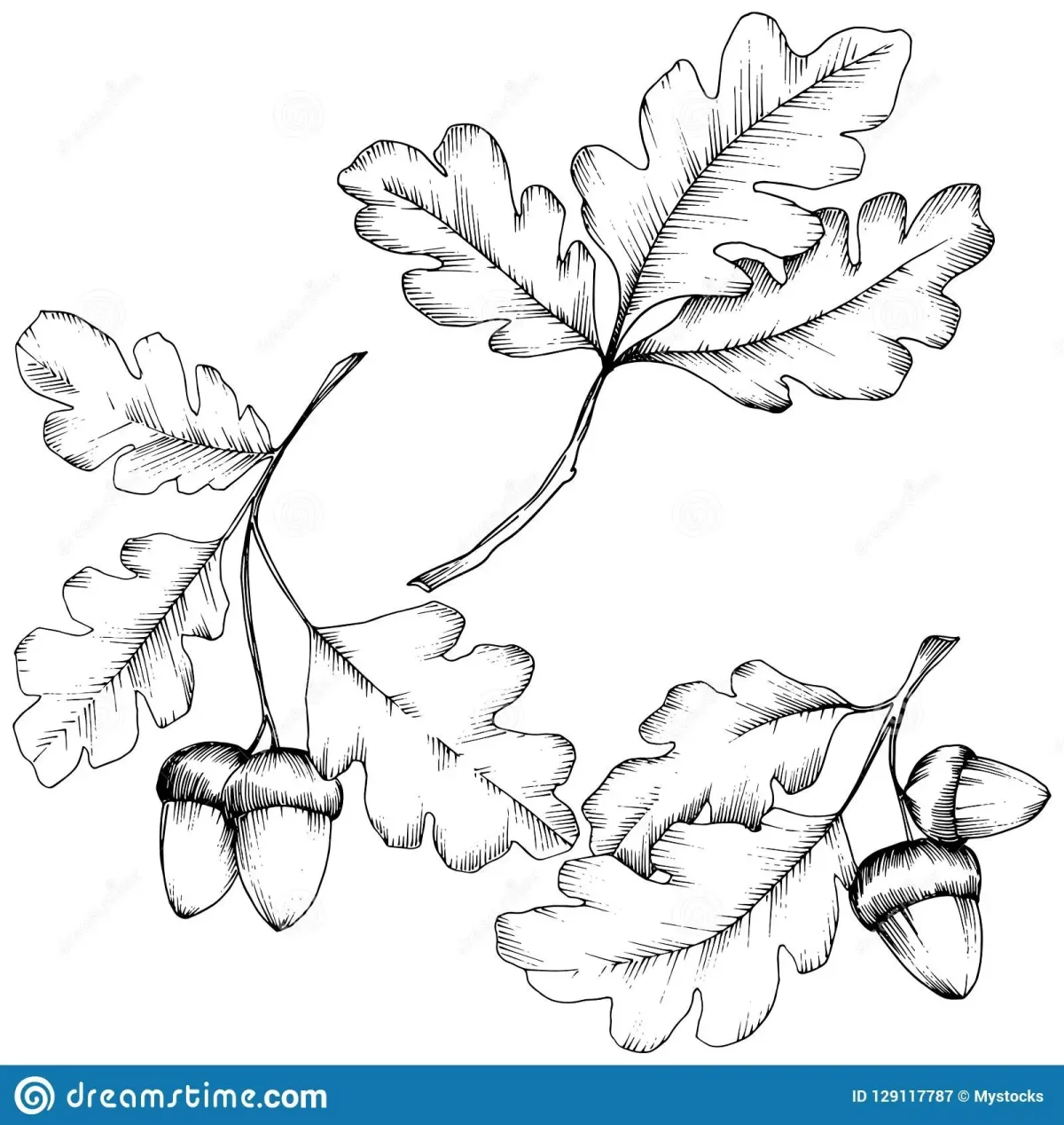 Дубовые ветки осенние вектор