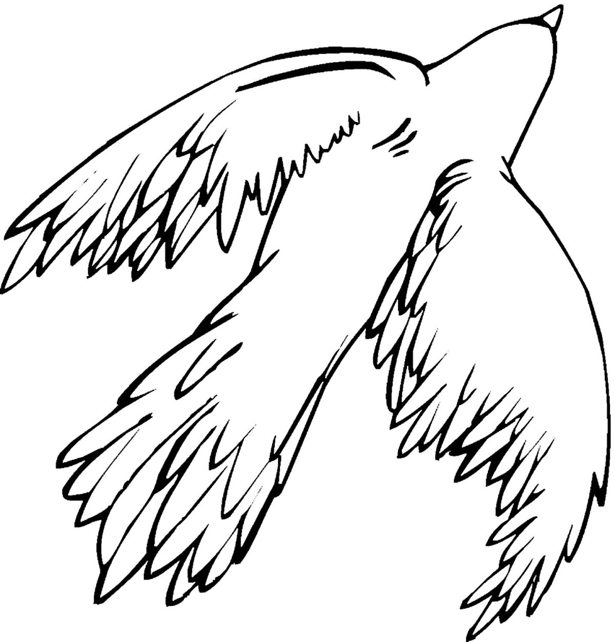 Раскраска Хищные птицы