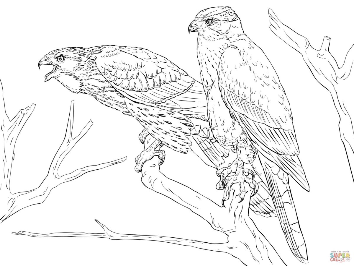 Ястреб Авангард раскраска