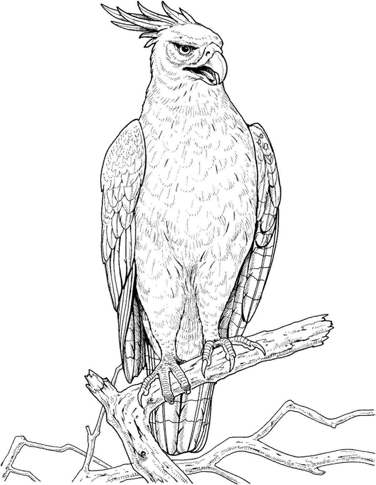 Орел эскиз контур