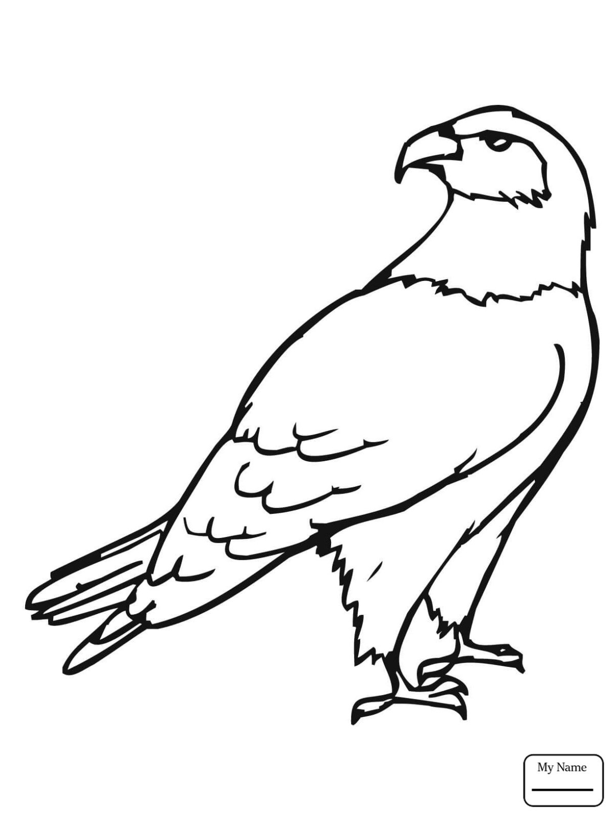 Раскраска Хищные птицы