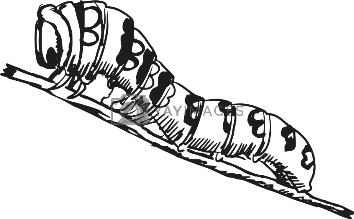 Личинка Стрекозы для рисования