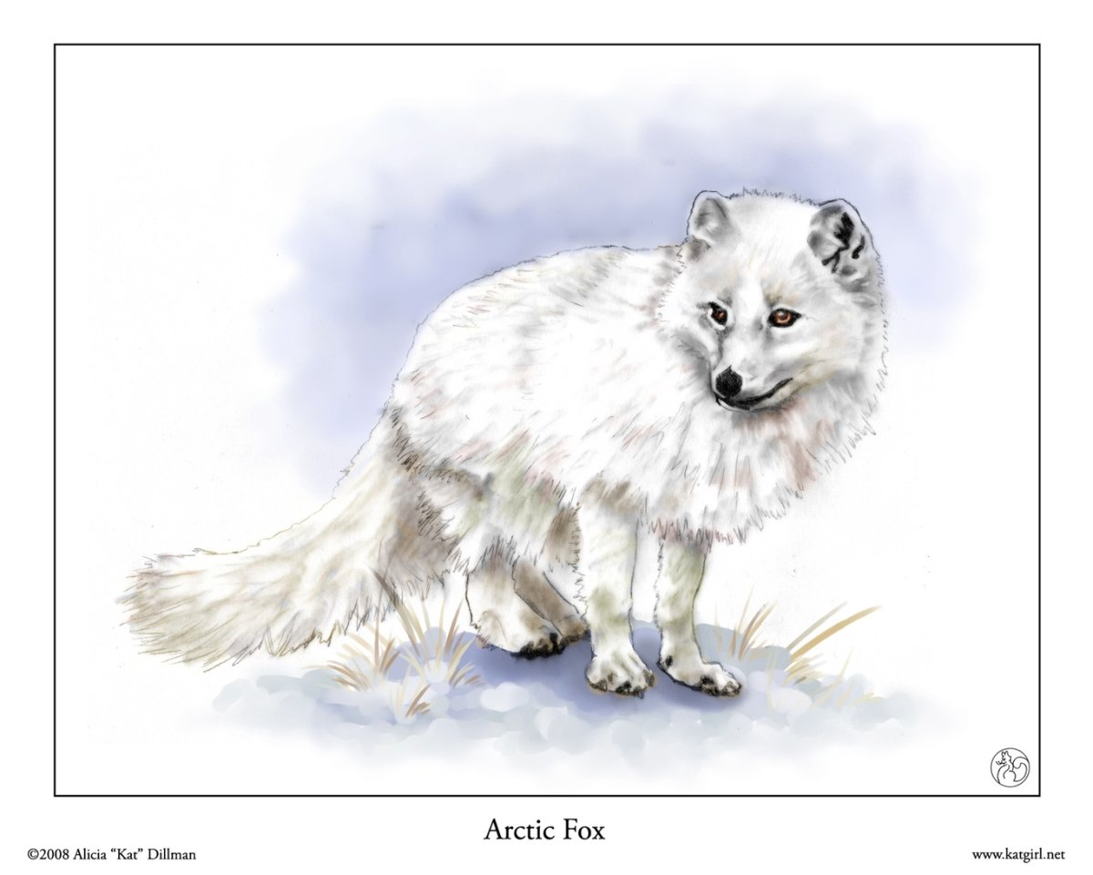 Песец раскраска