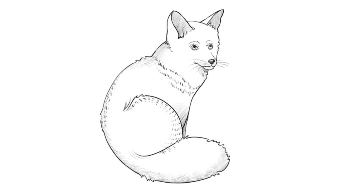 Песец раскраска