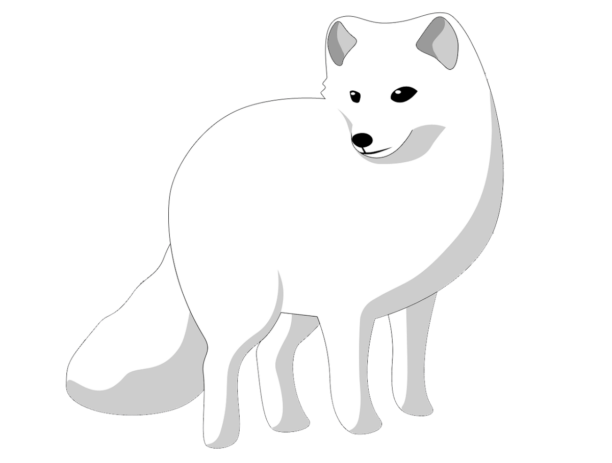 Песец векторный рисунок