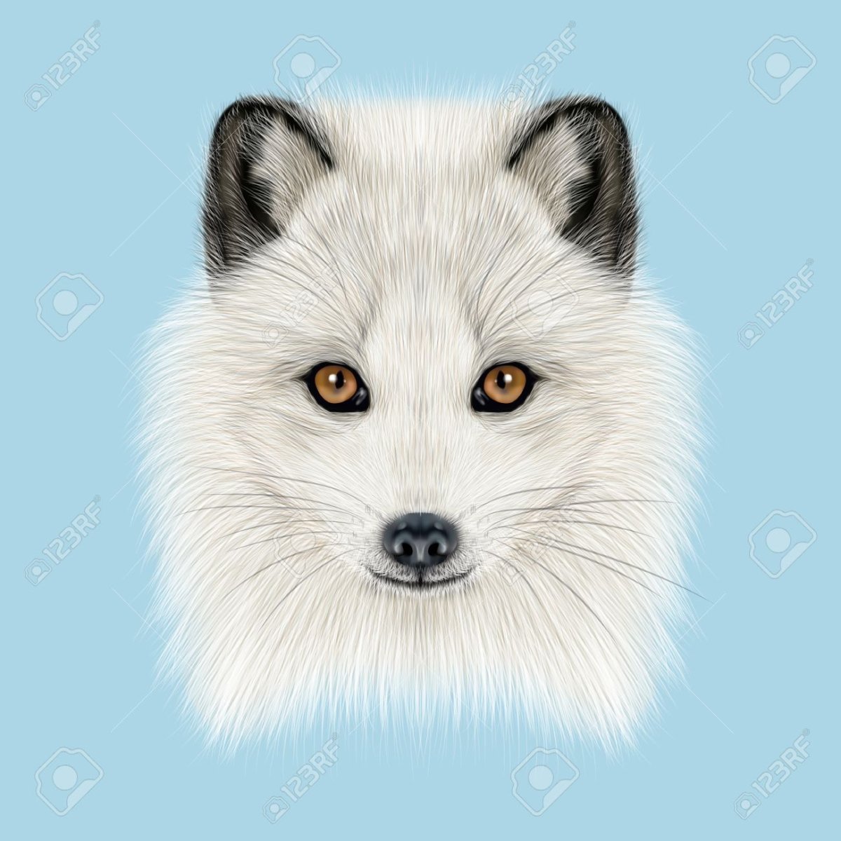 Песец раскраска для детей