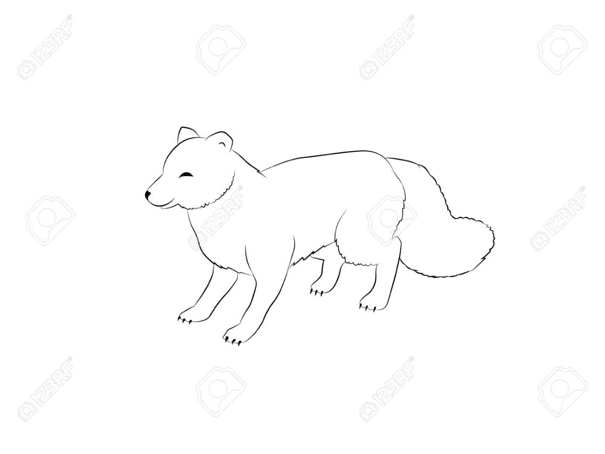 Песец вектор