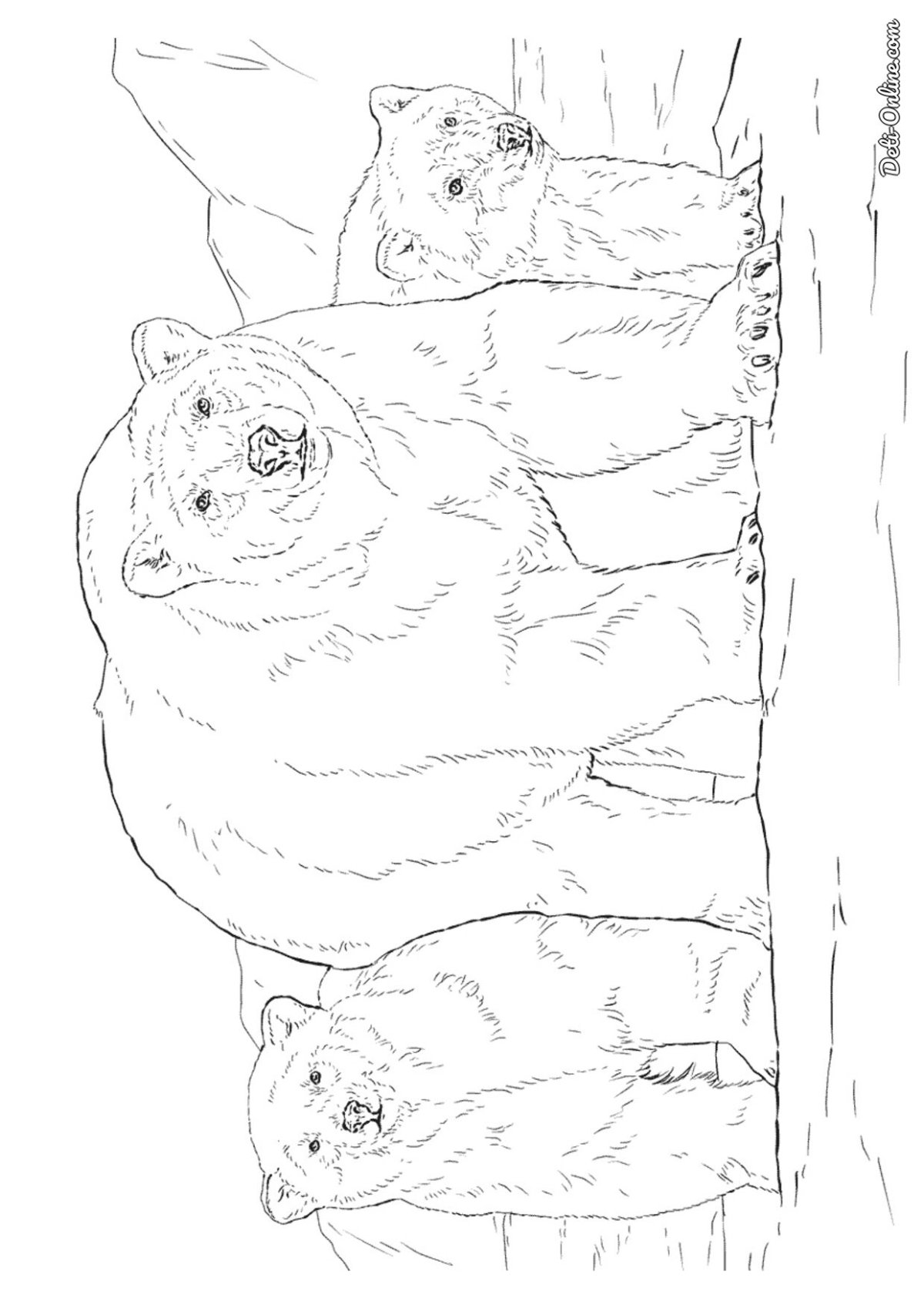 Раскраска медведь с медвежонком