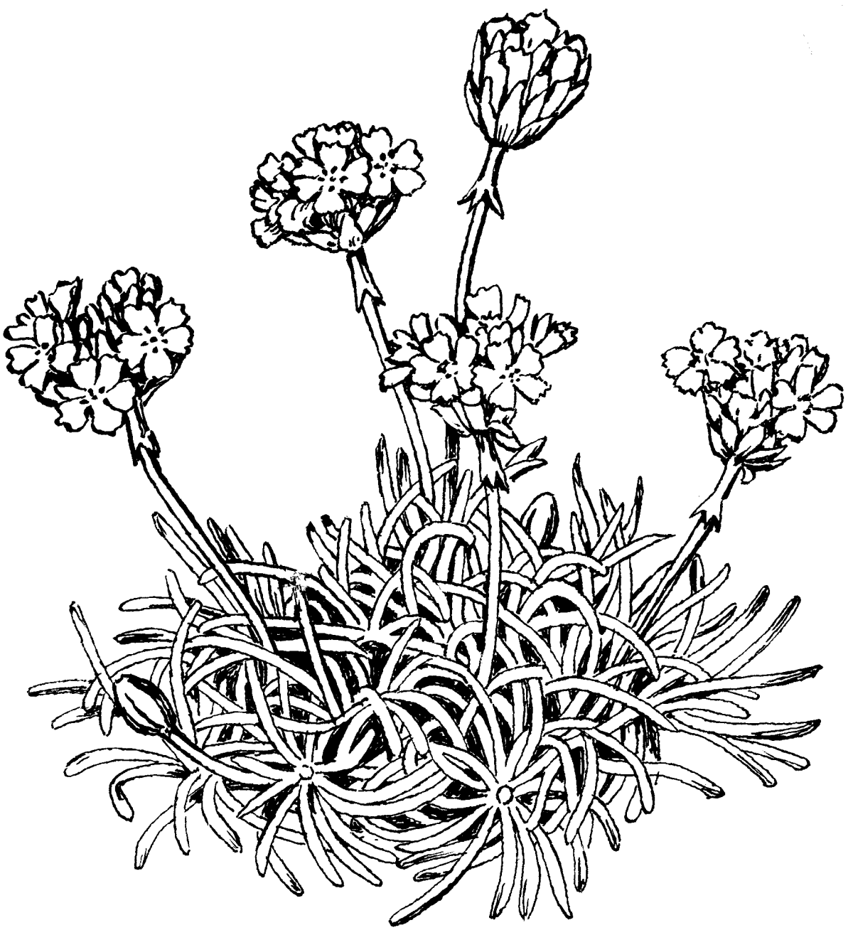 Мох раскраска для детей