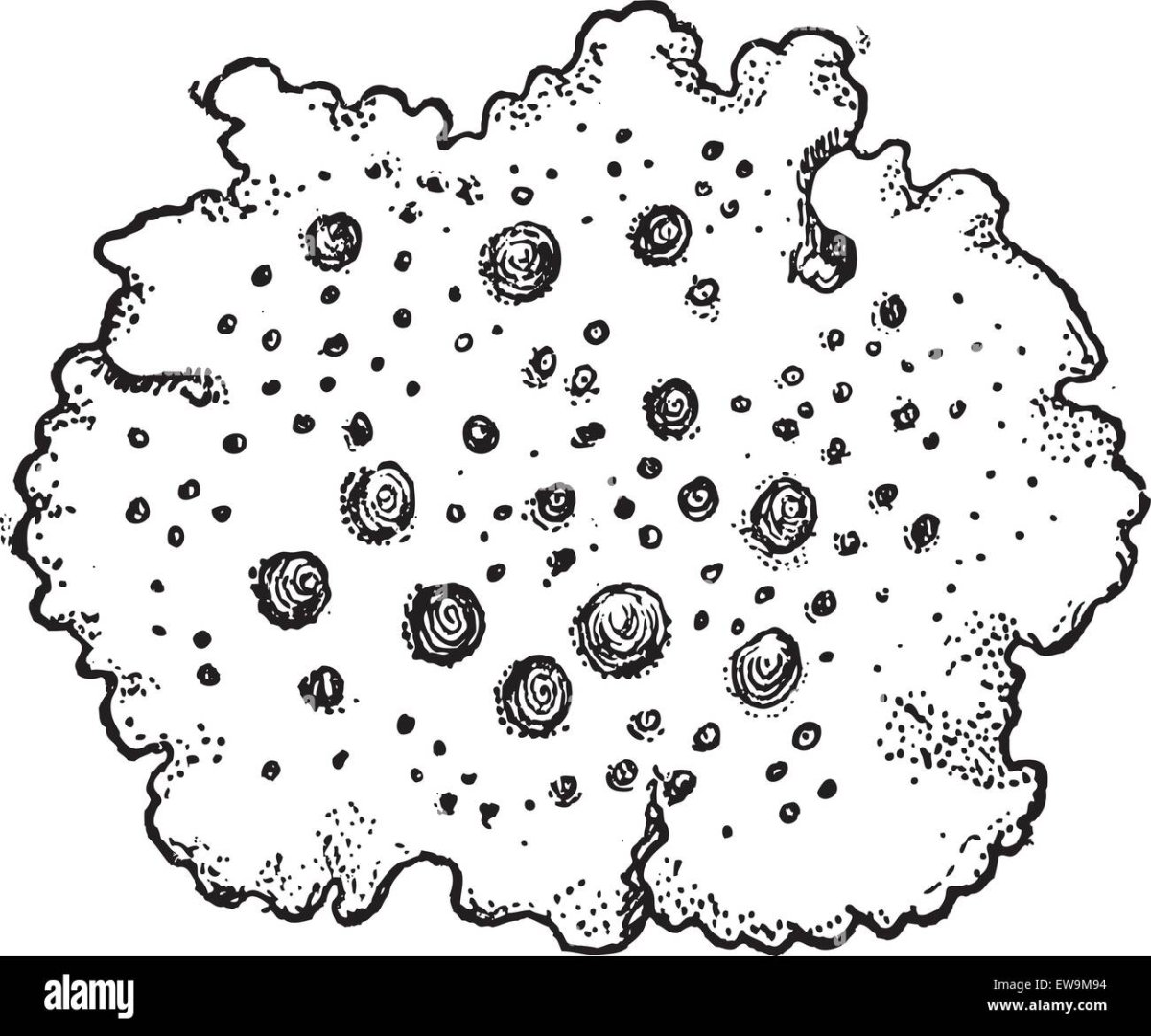 Рисунок накипных лишайников