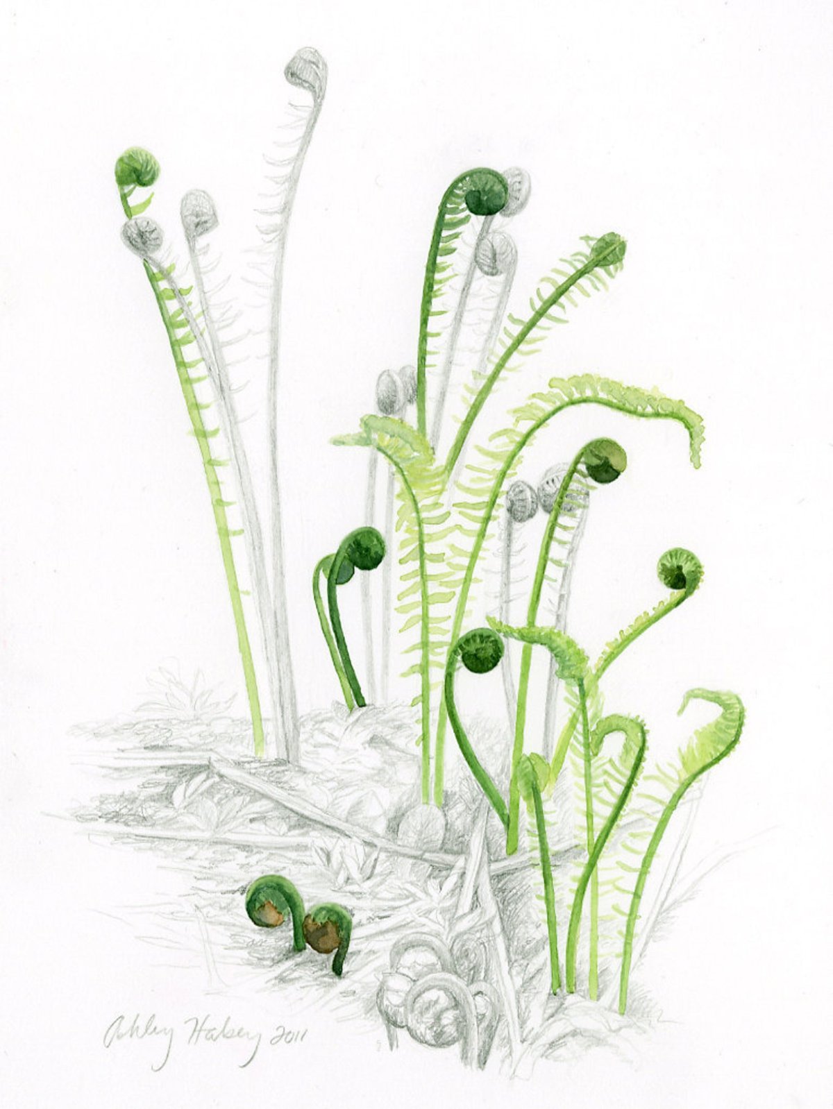 Мох рисунок акварелью