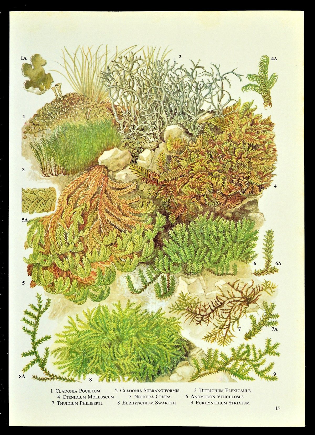 Сфагнум Ботаническая иллюстрация