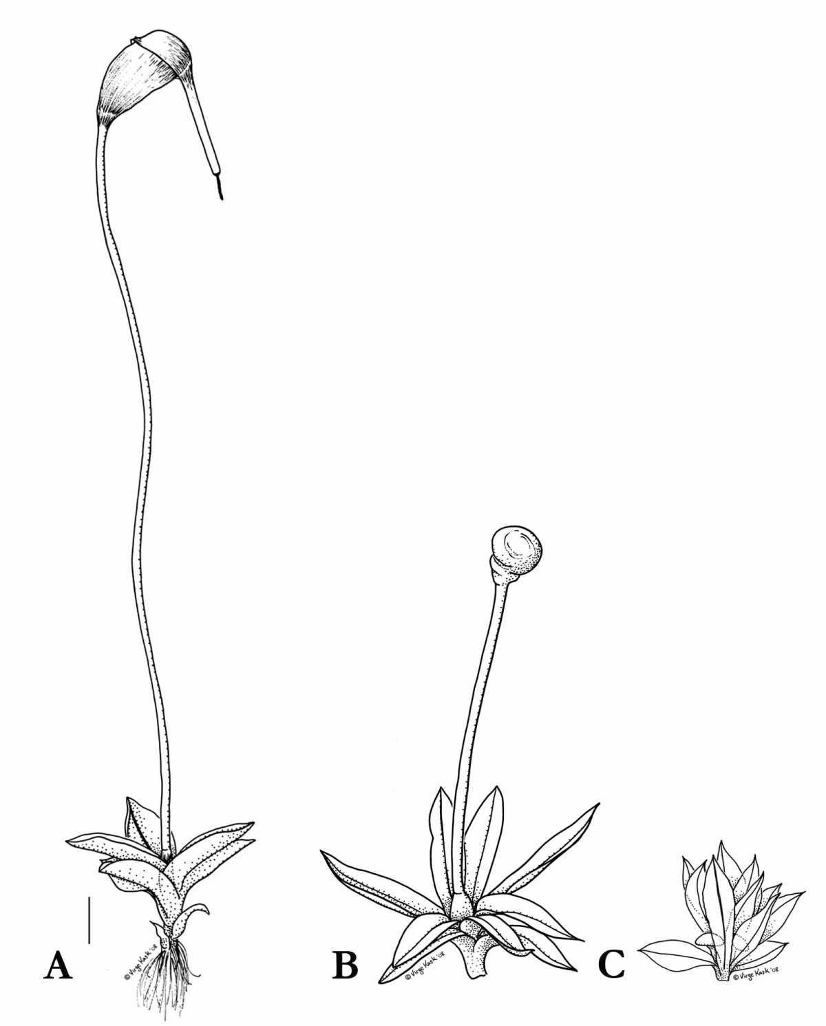 Мох фунария строение